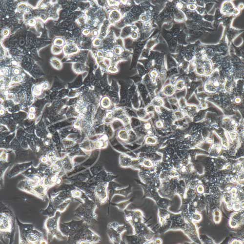 LOVO+luc 人結直腸癌細胞熒光素酶標記