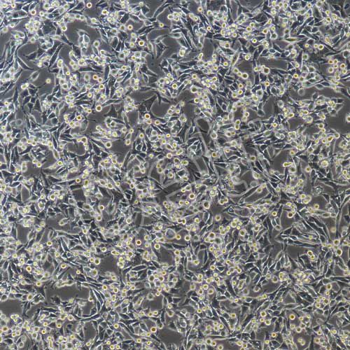 MB49+luc 小鼠膀胱癌細胞穩(wěn)定表達熒光素酶