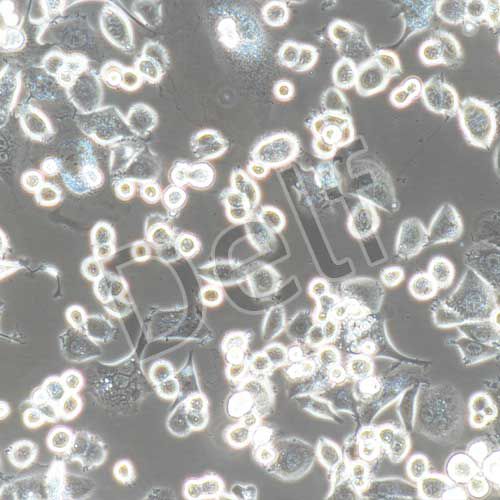 SK-BR-3+luc 人乳腺腺癌細(xì)胞+luc