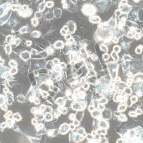 SK-BR-3+luc 人乳腺腺癌細(xì)胞+luc