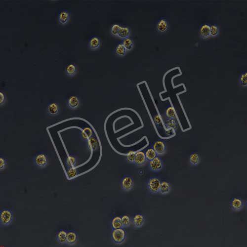 NCIH650人非小細(xì)胞肺癌細(xì)胞