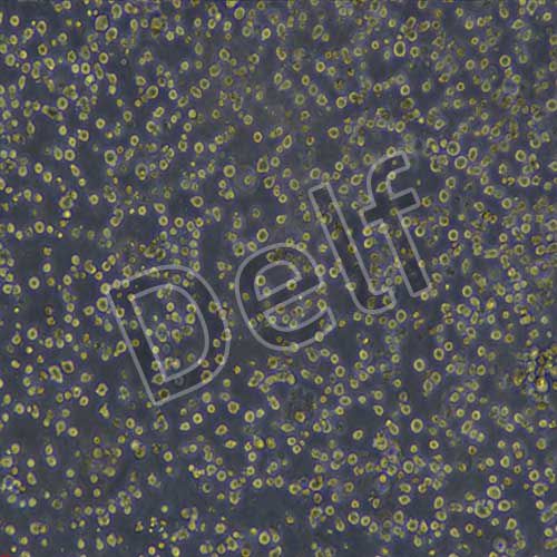 Expi293F人胚腎細胞