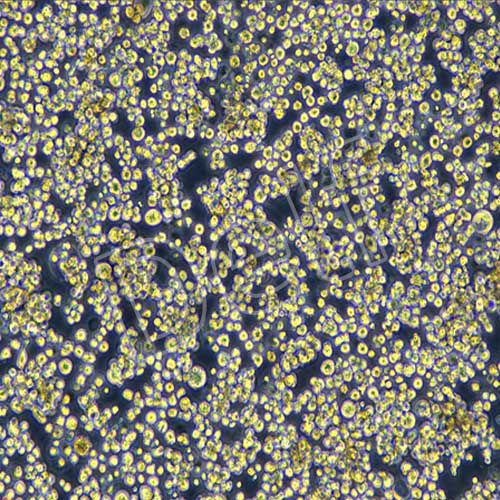 Expi293F人胚腎細胞