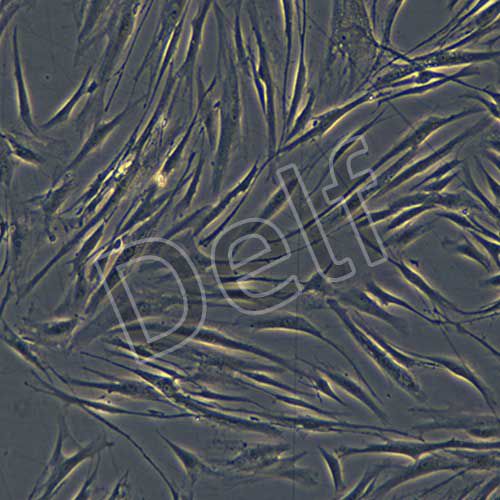 GM09326 人成纖維細(xì)胞