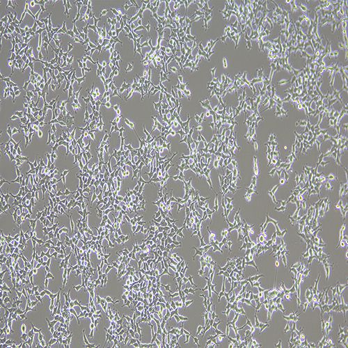 HEK-293T 人胚腎細(xì)胞