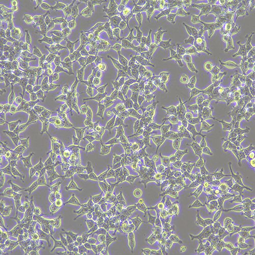 HEK-293T 人胚腎細(xì)胞