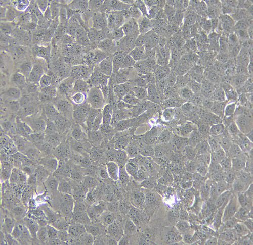 BEAS-2B 人支氣管上皮細胞