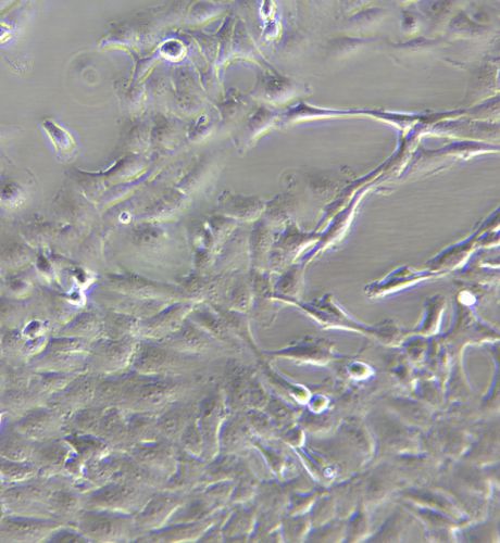 BEAS-2B 人支氣管上皮細胞