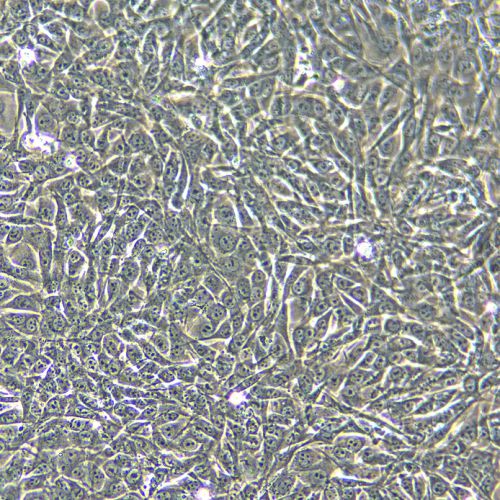 NIH/3T3 小鼠胚胎成纖維細(xì)胞