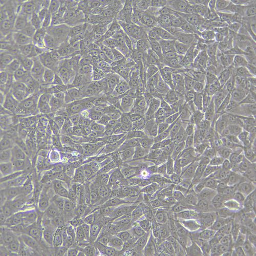 NIH/3T3 小鼠胚胎成纖維細(xì)胞