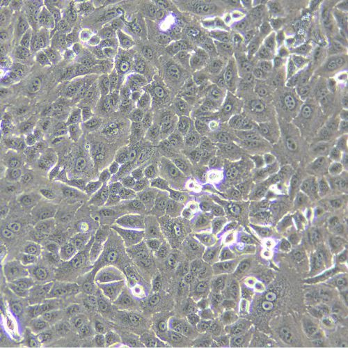 A549 人肺癌細(xì)胞