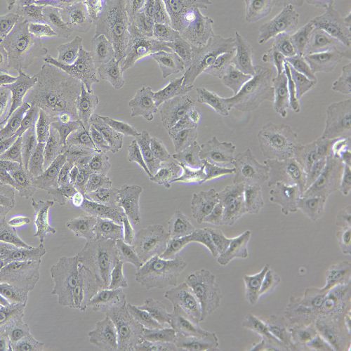 A549 人肺癌細(xì)胞