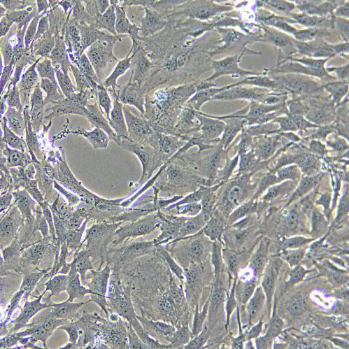 MC3T3-E1 小鼠胚胎成骨細(xì)胞
