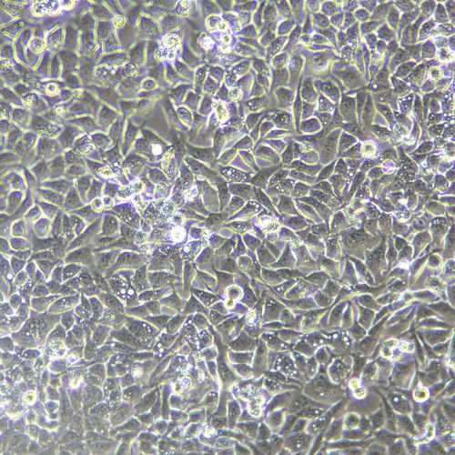 SMMC-7721 人肝癌細(xì)胞