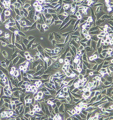 MIA-PACA-2 人胰腺癌細胞