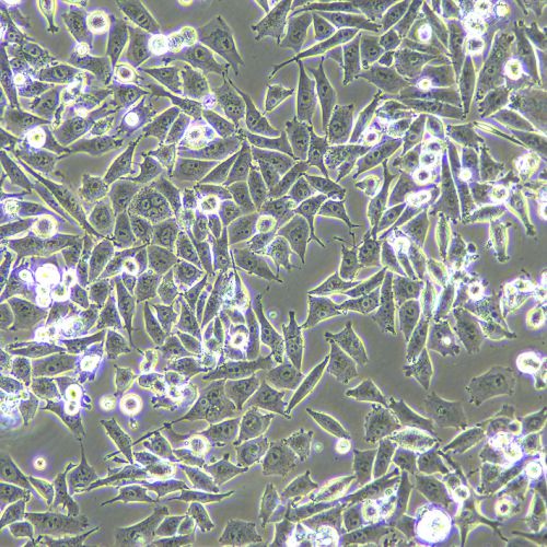 MIA-PACA-2 人胰腺癌細胞
