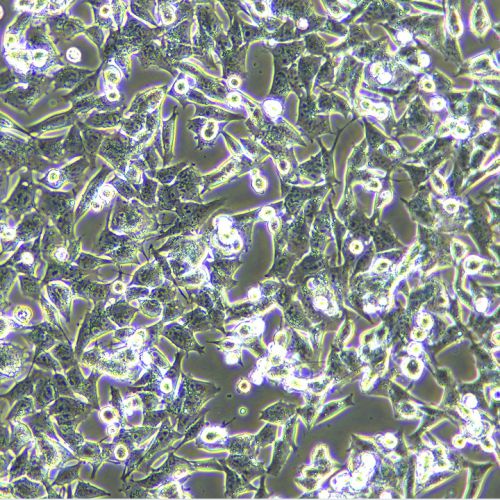 GL261 小鼠膠質細胞瘤