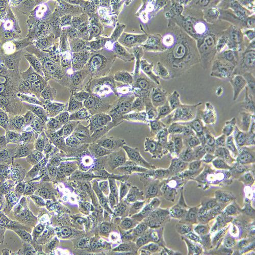 HT-1080 人纖維肉瘤細胞