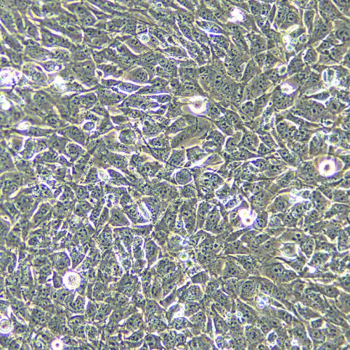 TM4 正常小鼠睪丸Sertoli細(xì)胞