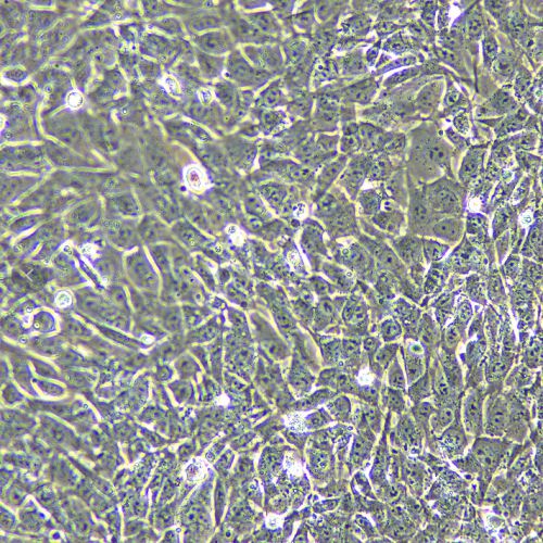 TM4 正常小鼠睪丸Sertoli細(xì)胞