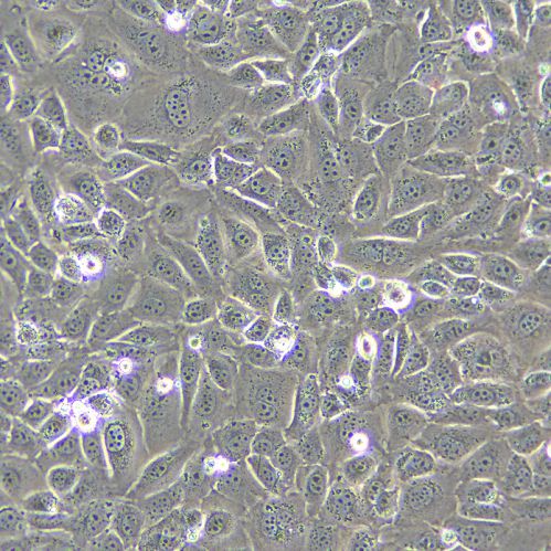 GC-1 spg 小鼠精原細(xì)胞系