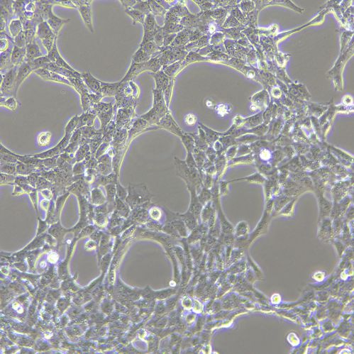 TM3 小鼠睪丸間質(zhì)細(xì)胞