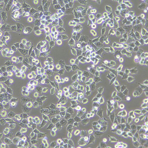 A2780 人卵巢癌細(xì)胞