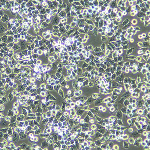 A2780 人卵巢癌細(xì)胞
