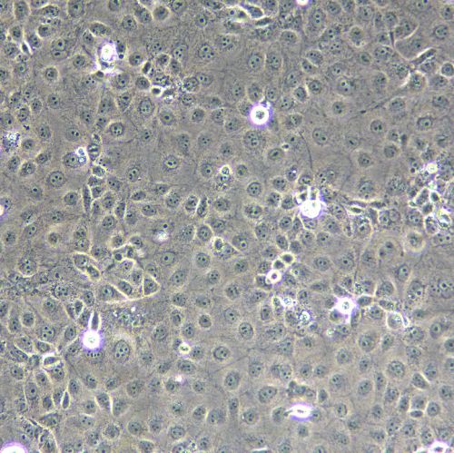 MARC145 猴胚胎腎上皮細(xì)胞