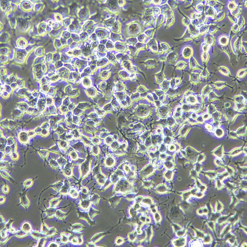 neuro-2a（N2A）小鼠腦神經(jīng)瘤細胞