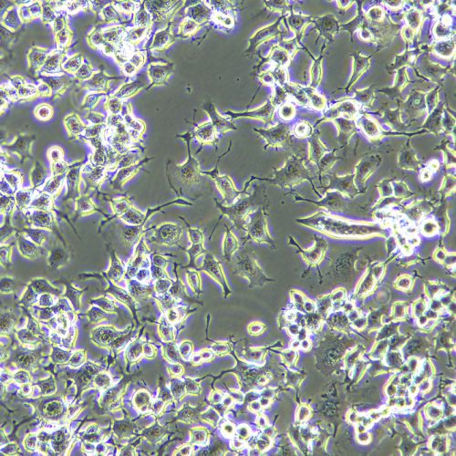 neuro-2a（N2A）小鼠腦神經(jīng)瘤細胞