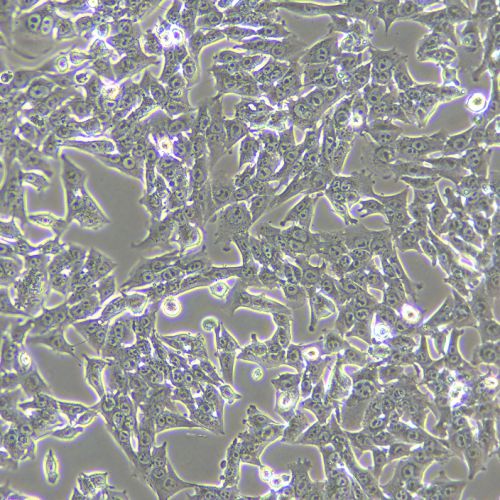 HEPA1-6 小鼠肝癌細(xì)胞