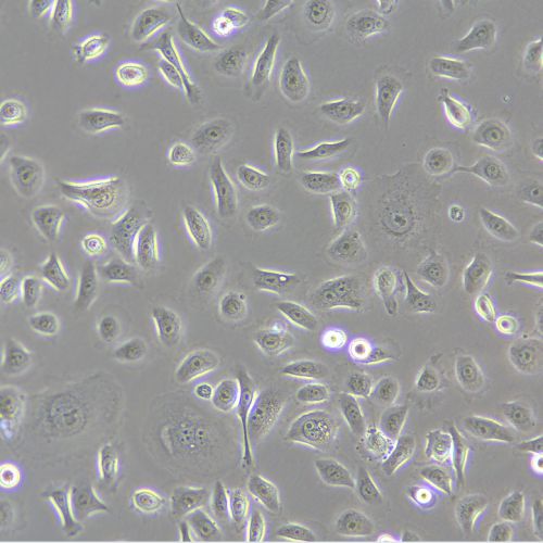 HSC-3 人口腔鱗狀細(xì)胞癌細(xì)胞