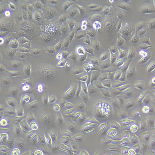 HSC-3 人口腔鱗狀細(xì)胞癌細(xì)胞