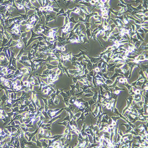 SNU-638 人胃癌細(xì)胞