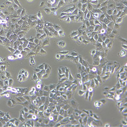 NCI-H292 人肺癌細胞(淋巴結轉移)