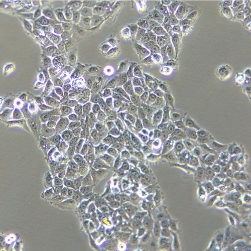 NCI-H292 人肺癌細胞(淋巴結轉移)