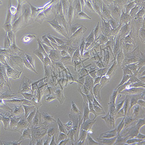 C2C12 小鼠成肌細胞