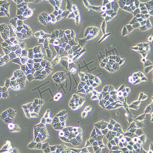 L02人正常肝細胞