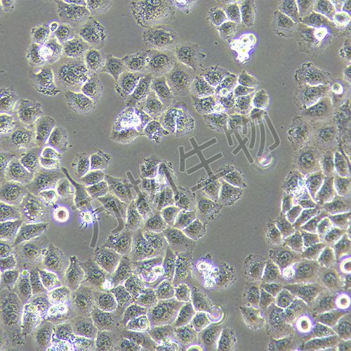 QSG-7701 人正常肝細(xì)胞