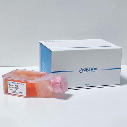 山羊支氣管上皮細(xì)胞永生化