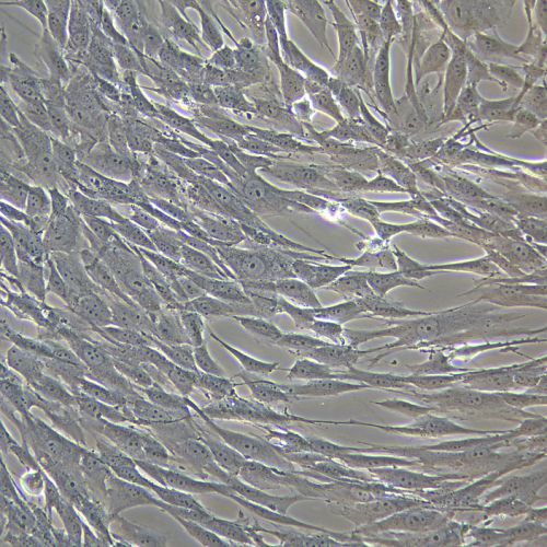 HSF人真皮成纖維細胞永生化-sv40