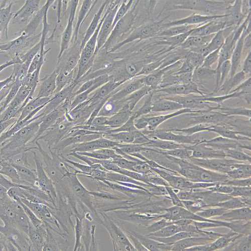 HSF人真皮成纖維細胞永生化-sv40