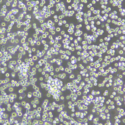 BAF3 小鼠原B細(xì)胞株