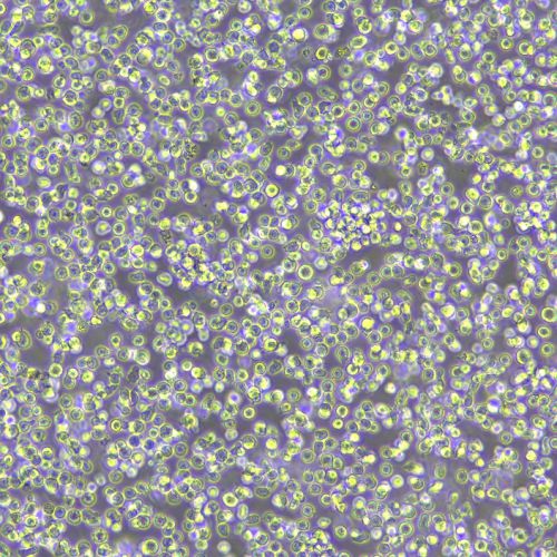 BAF3 小鼠原B細(xì)胞株