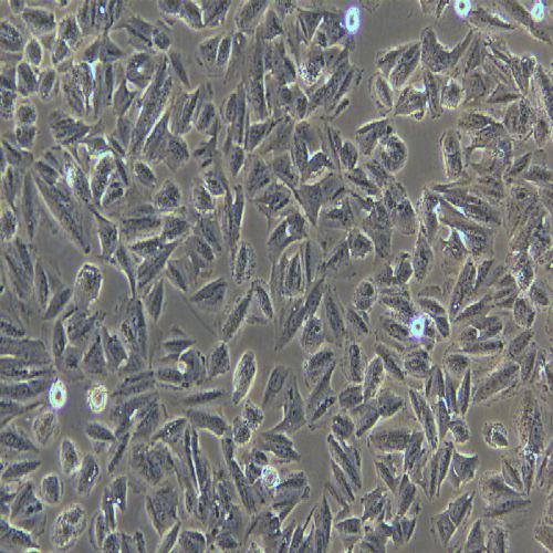 LN-229+luc 人膠質(zhì)瘤細(xì)胞穩(wěn)定表達(dá)熒光素酶