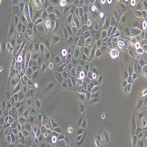 SCC-25 人口腔鱗癌細(xì)胞
