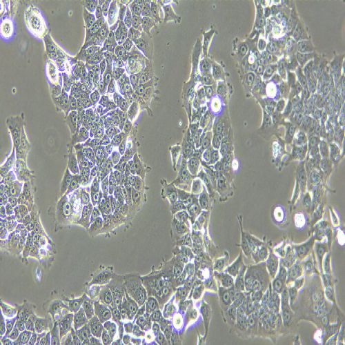 KYSE-510 人食管鱗狀細(xì)胞癌細(xì)胞