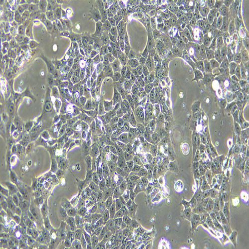 4T1 小鼠乳腺癌細胞
