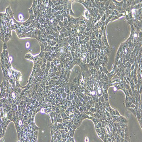 4T1 小鼠乳腺癌細胞